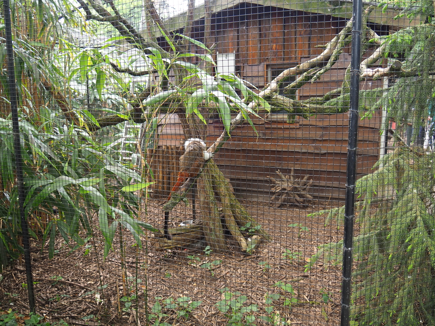 Vietnamese pheasant and Cotton-top tamarin exhibit, 2019-05-25