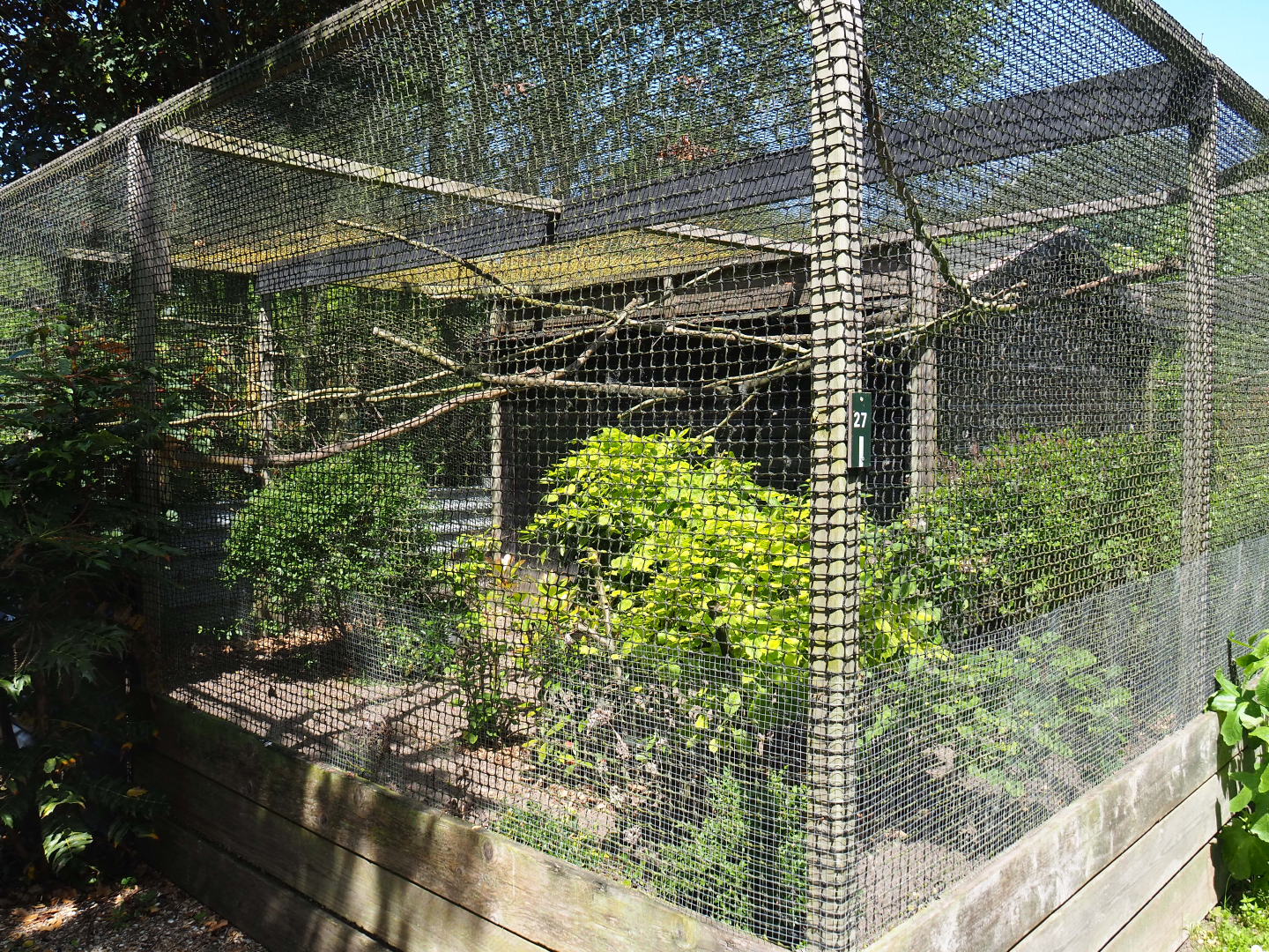 Vietnamese pheasant aviary, 2019-06-01
