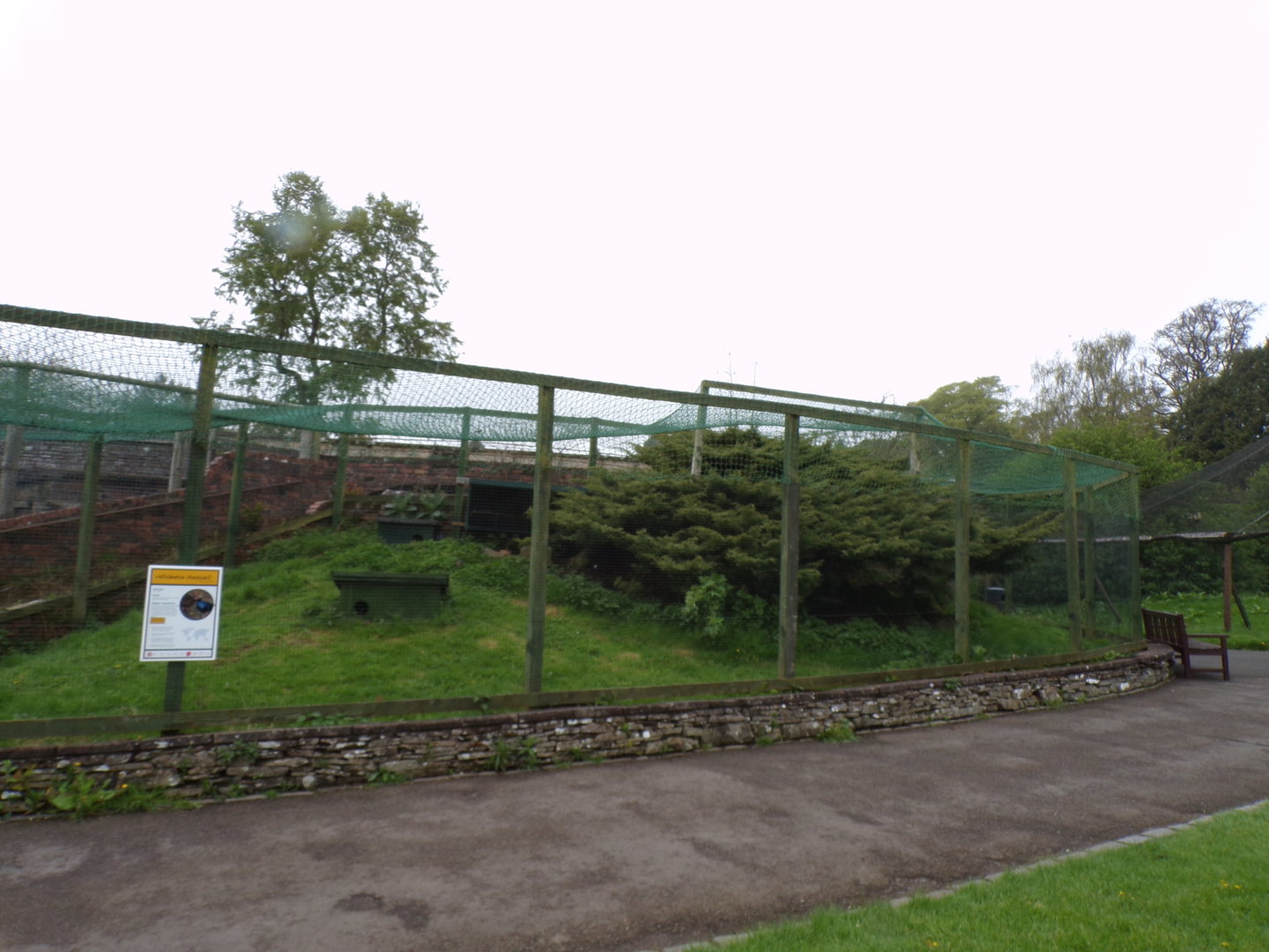 Vietnamese pheasant aviary 7.5.23