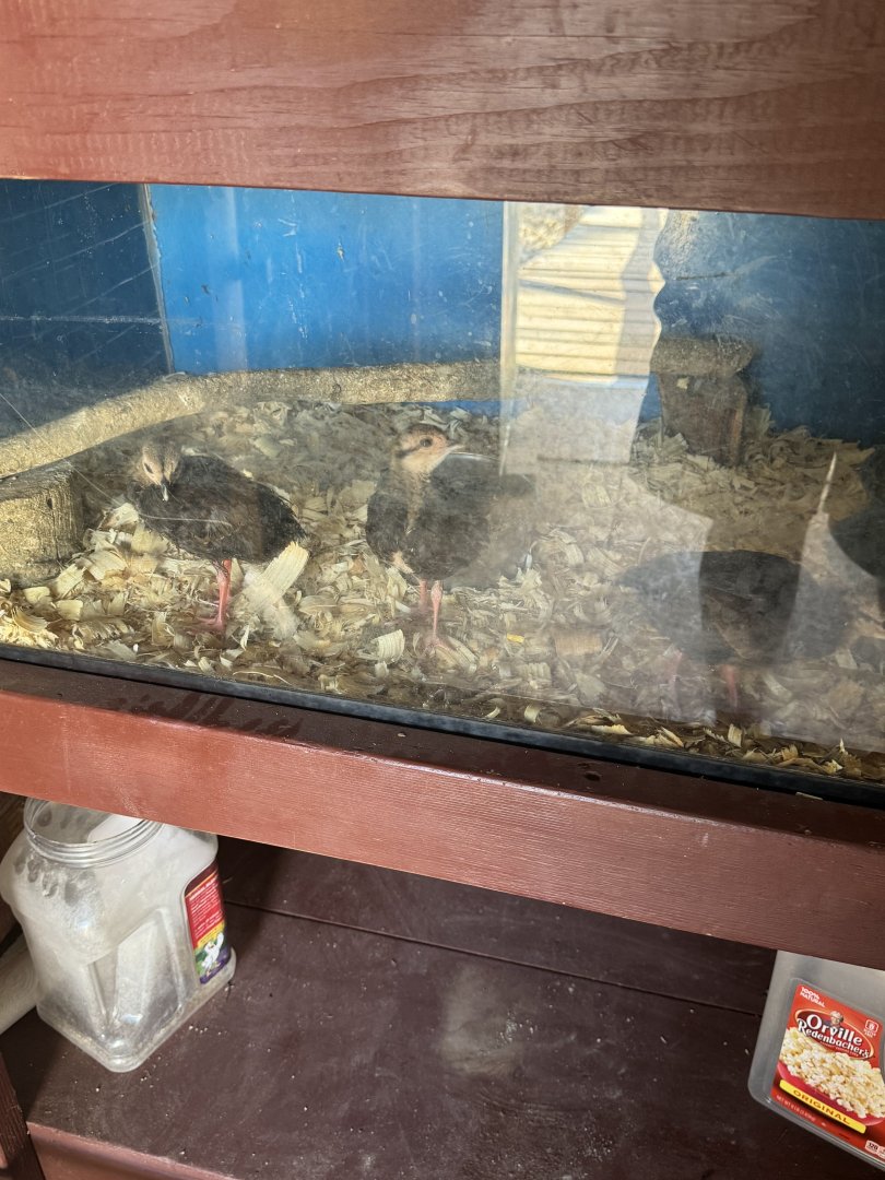 Vietnamese Pheasant chicks (7/3/24)
