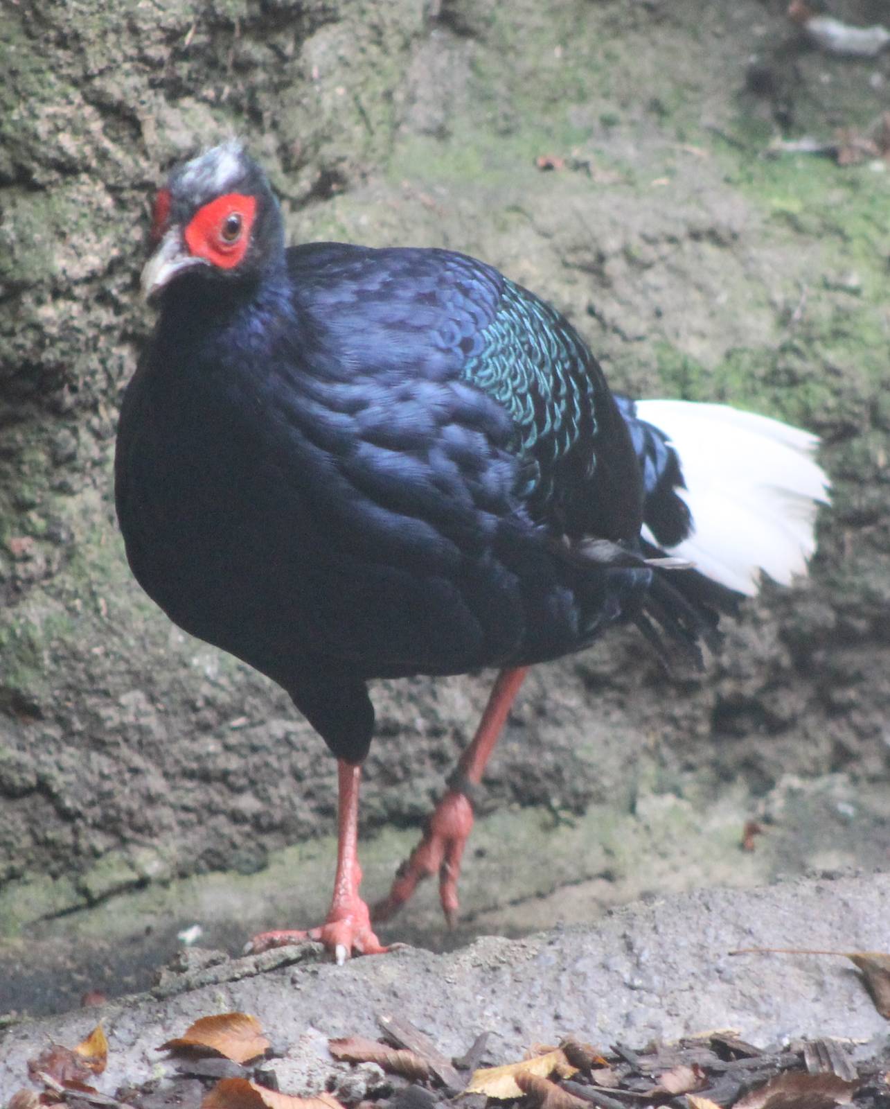 Vietnamese pheasant cock