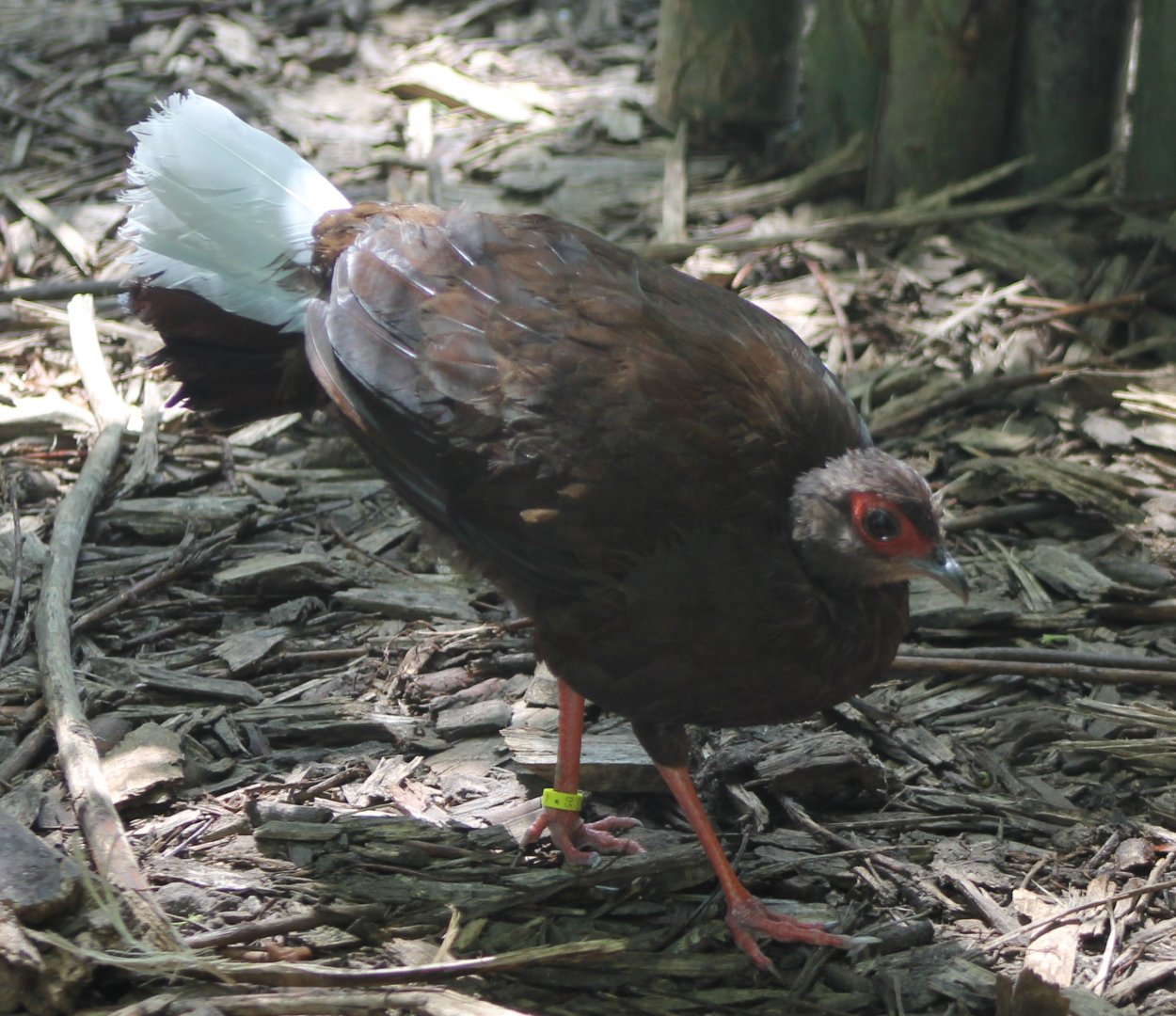 Vietnamese pheasant - female