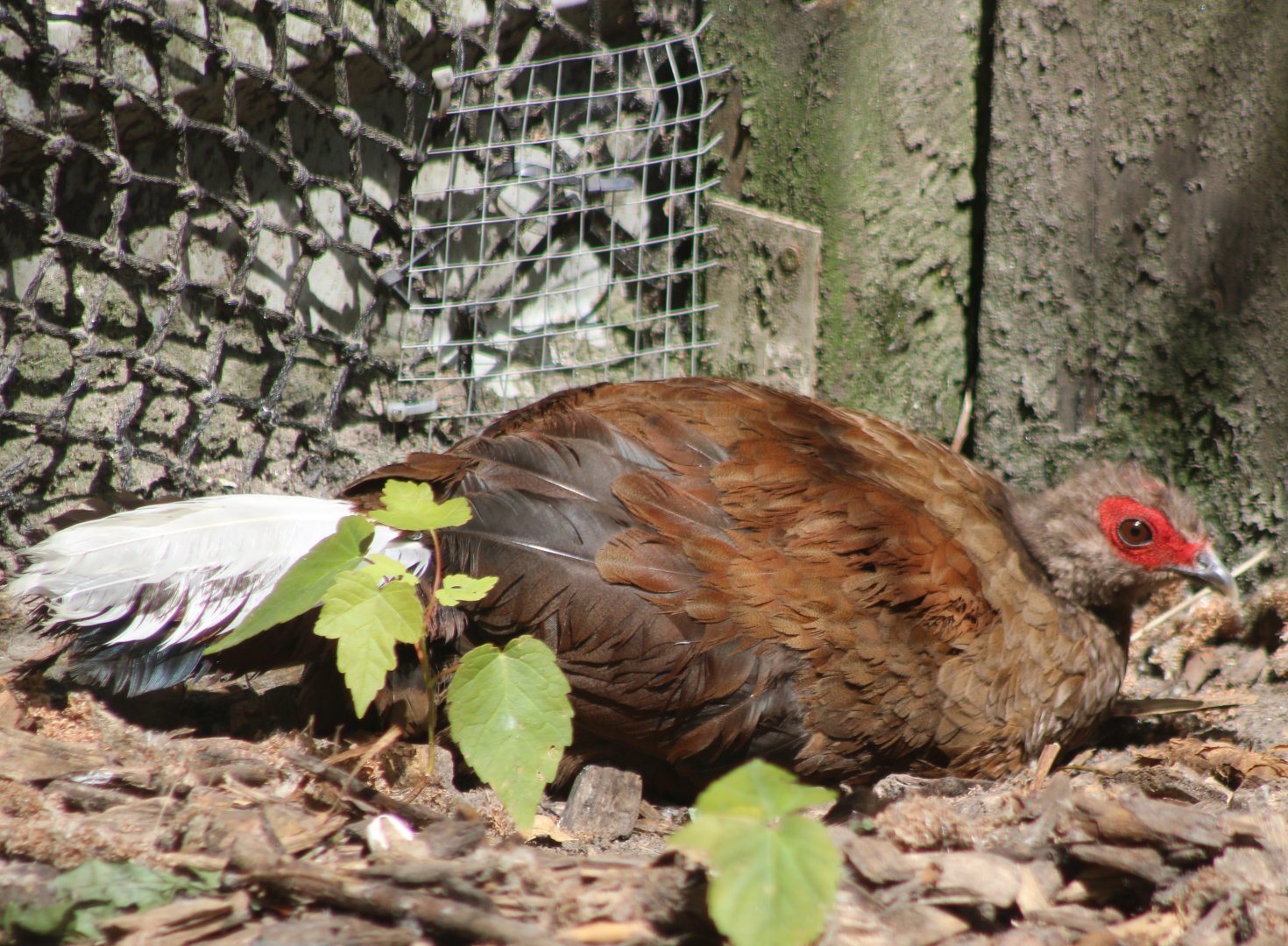 Vietnamese pheasant - female