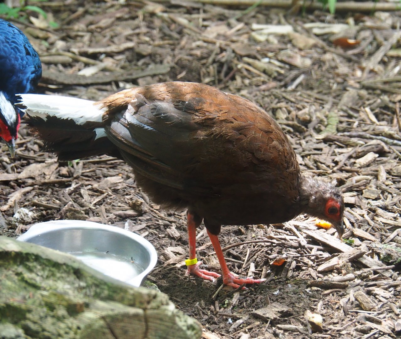 Vietnamese pheasant hen (Lophura hatinhensis), 2019-05-25