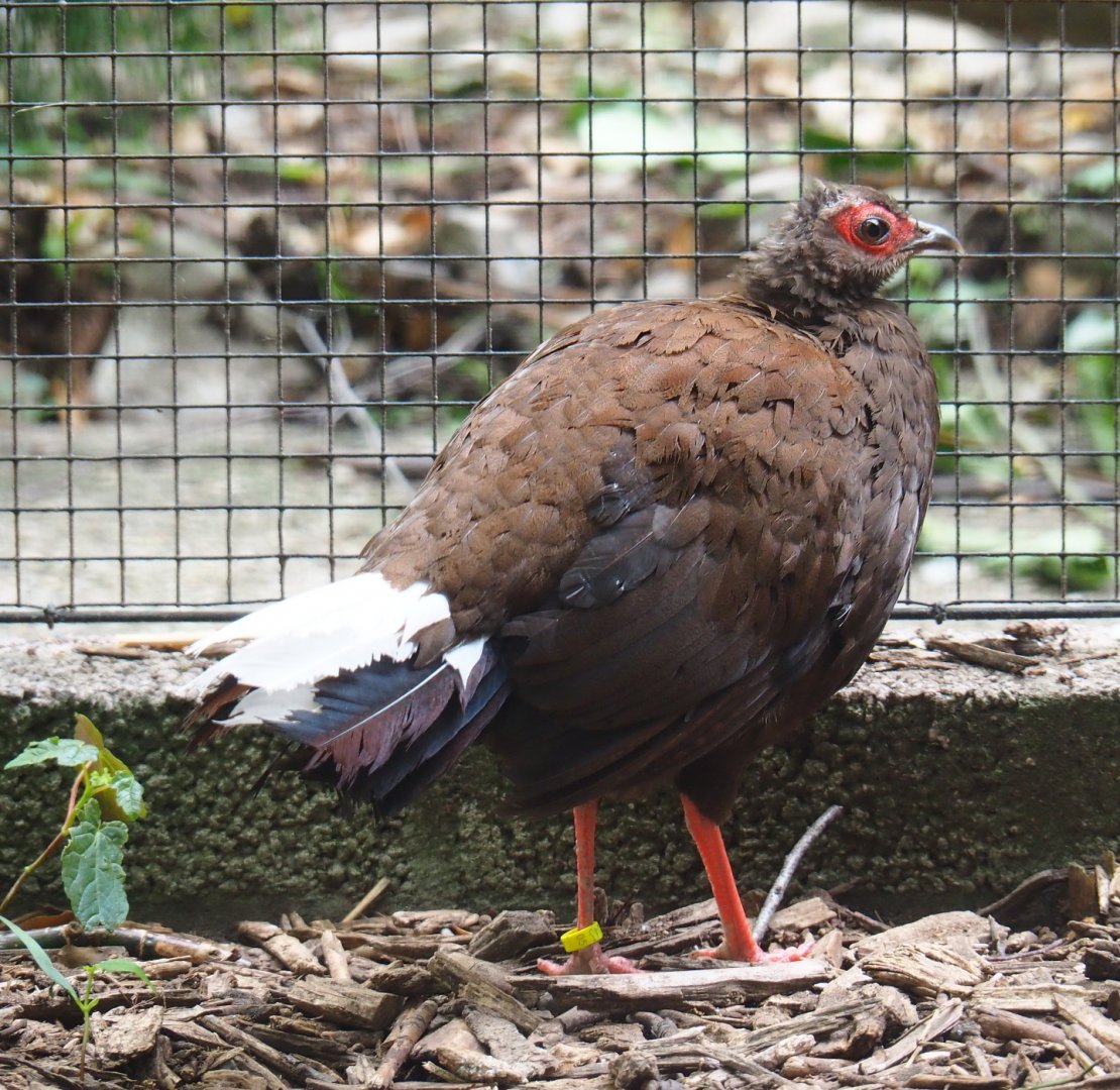 Vietnamese pheasant hen (Lophura hatinhensis), 2019-05-25
