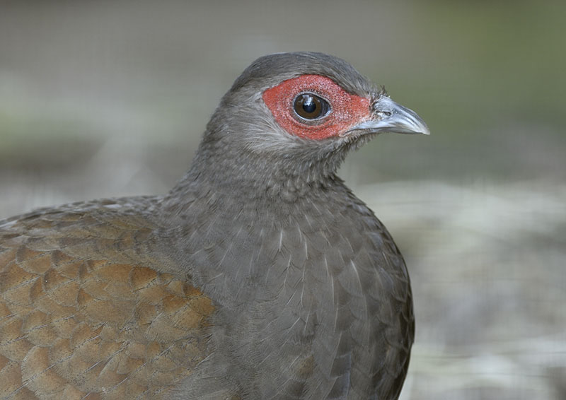Vietnamese pheasant hen