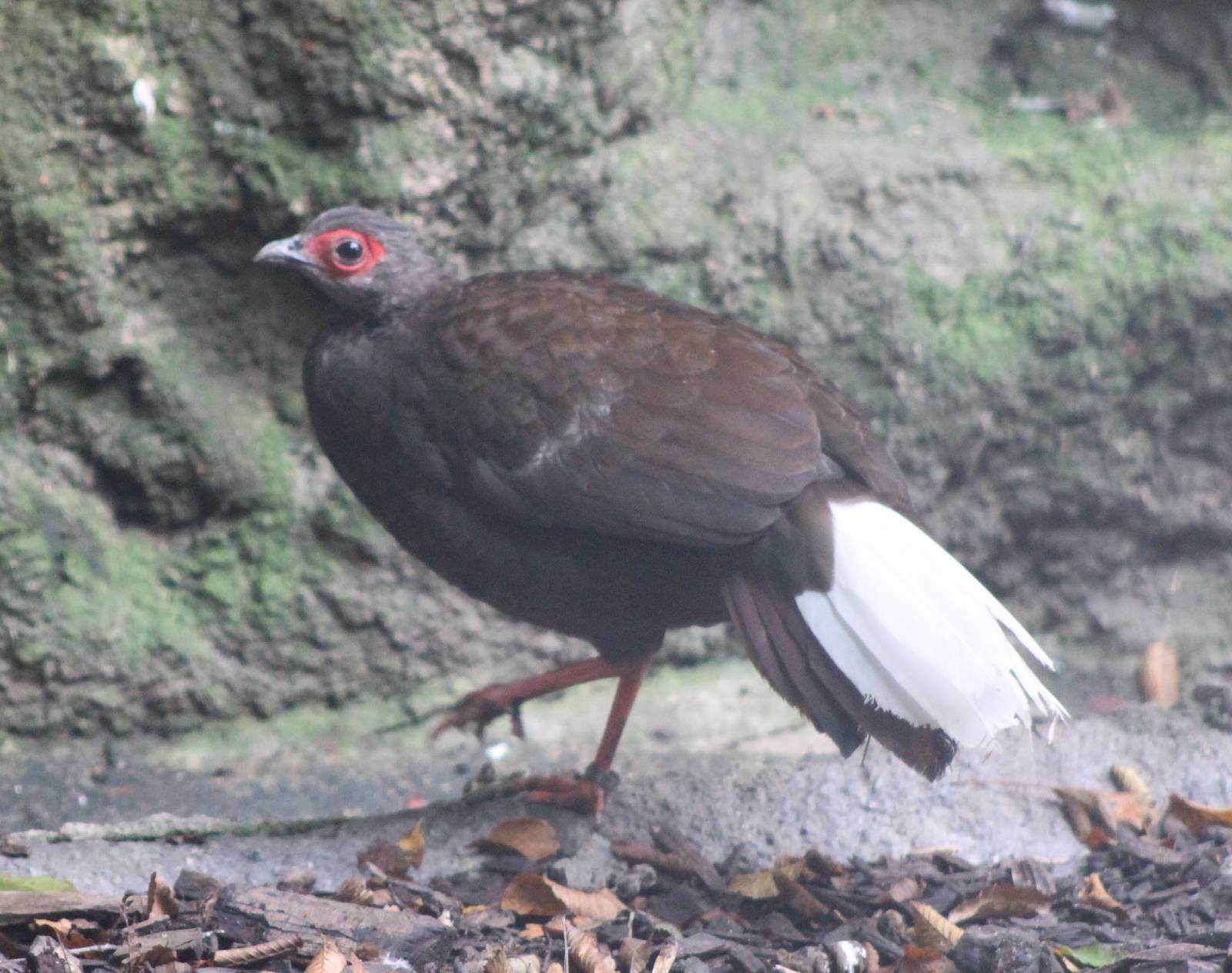 Vietnamese pheasant hen
