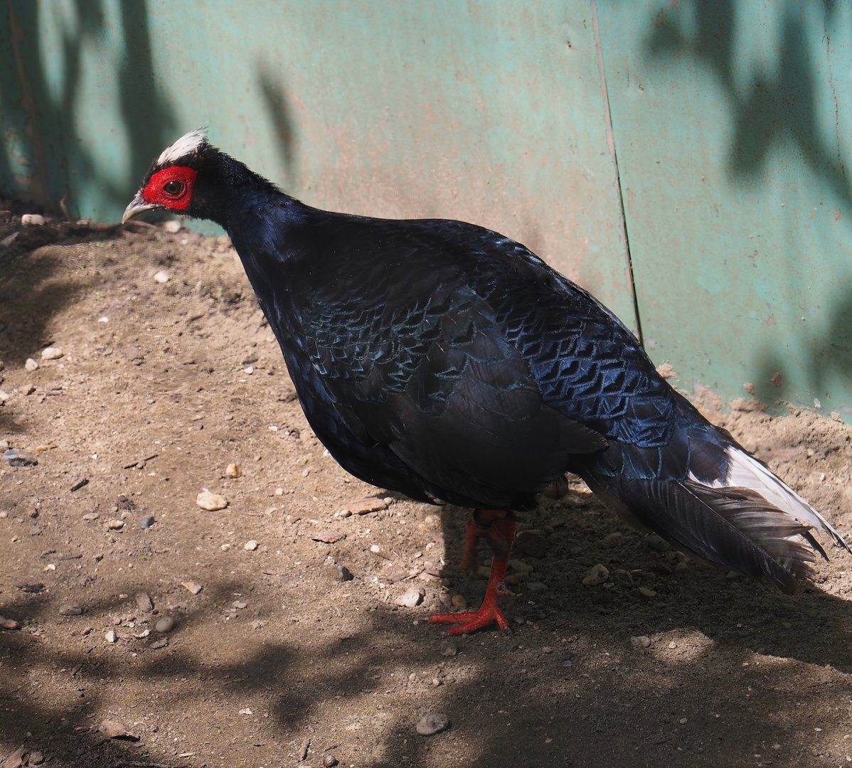 Vietnamese pheasant (Lophura edwardsi "hatinhensis"), 2024-05-11