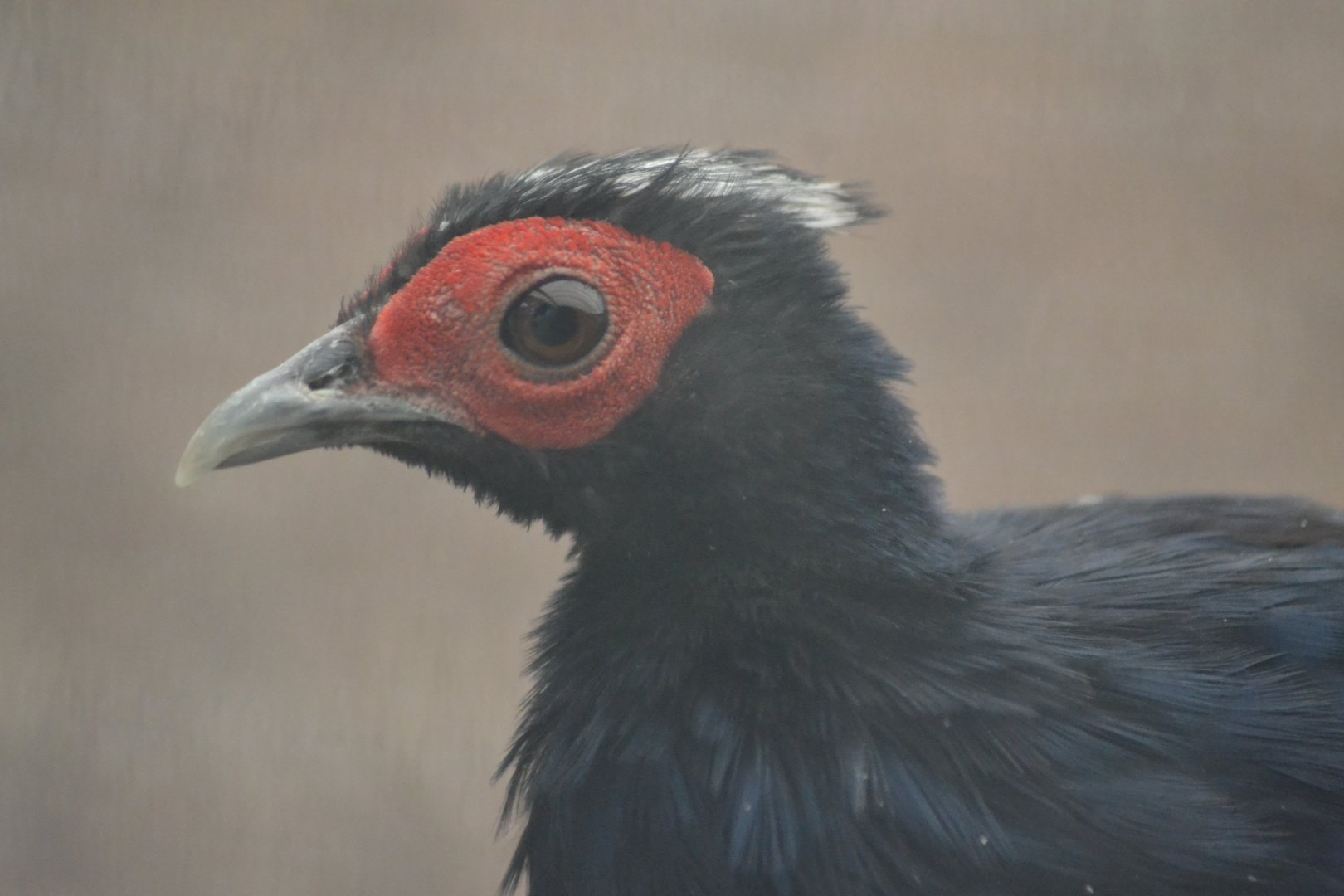 Vietnamese Pheasant - Lophura edwardsi var. hatinhensis