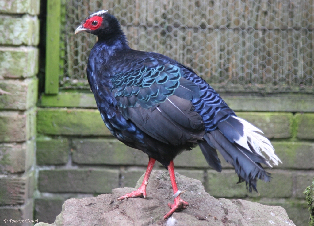 Vietnamese Pheasant (Lophura hatinhensis) male