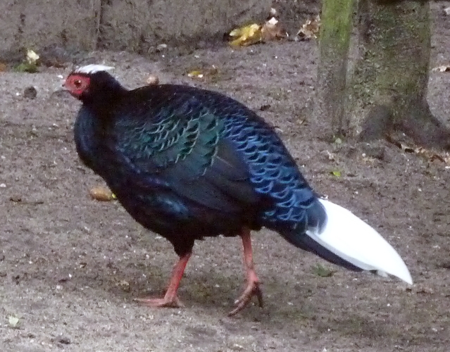 Vietnamese pheasant (Lophura hatinhensis) male