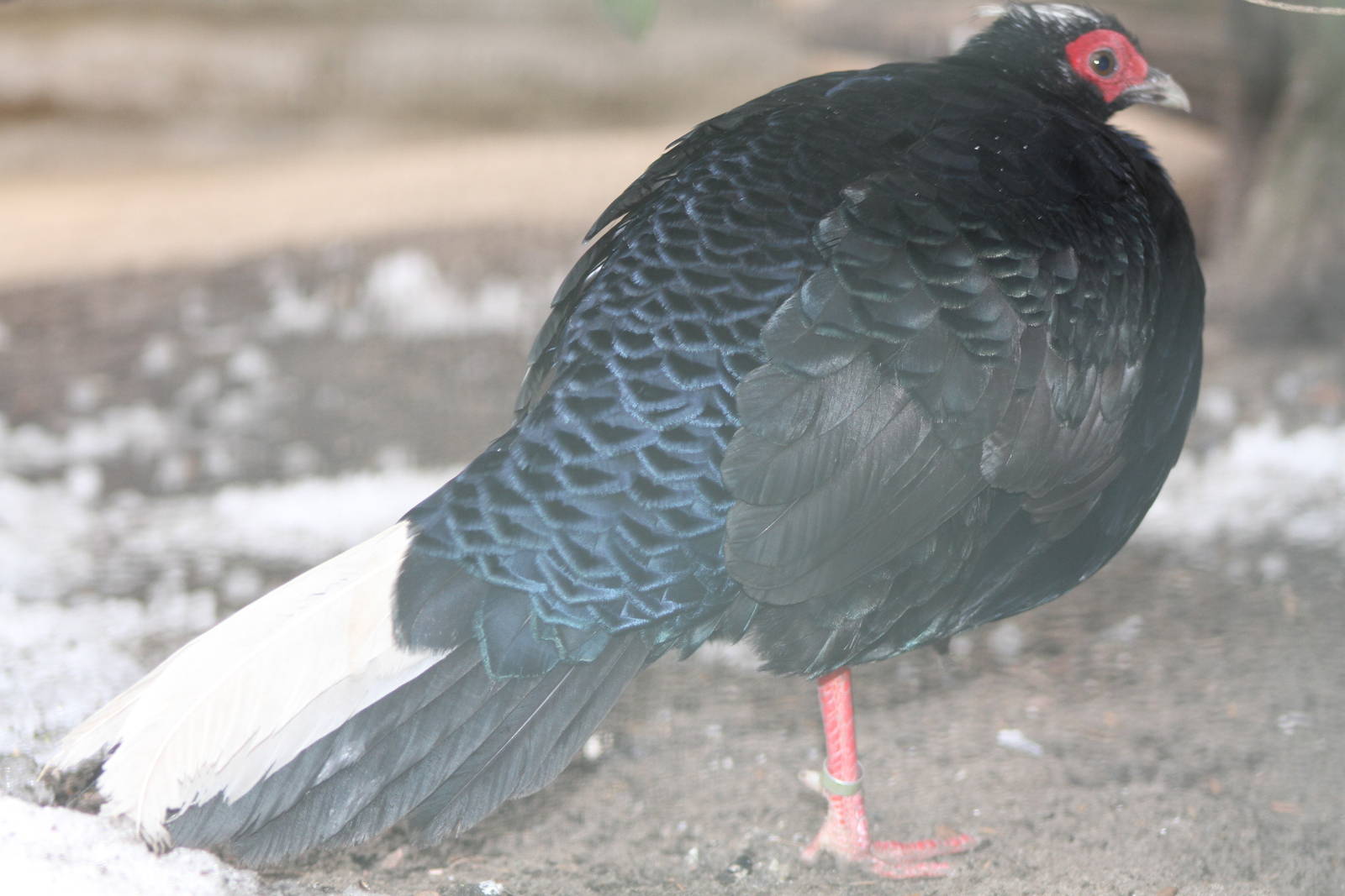 Vietnamese Pheasant (Lophura hatinhensis)