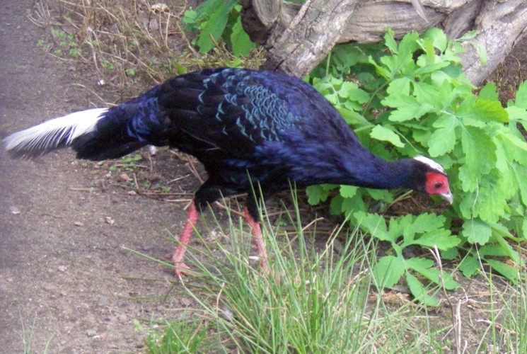 Vietnamese Pheasant (Lophura hatinhensis)