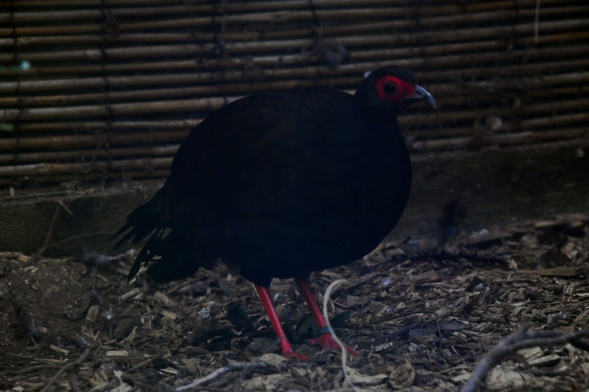 Vietnamese Pheasant - Lophura hatinhensis