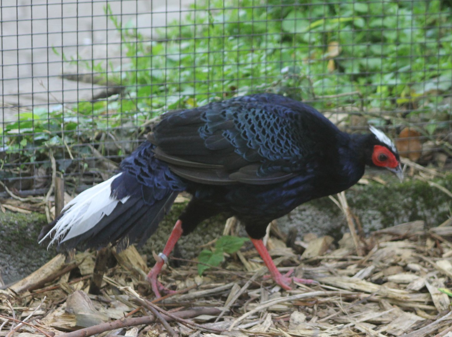 Vietnamese pheasant - male