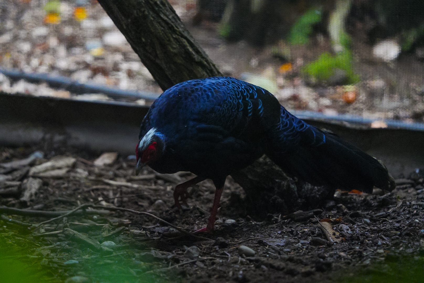 Vietnamese Pheasant (Male)