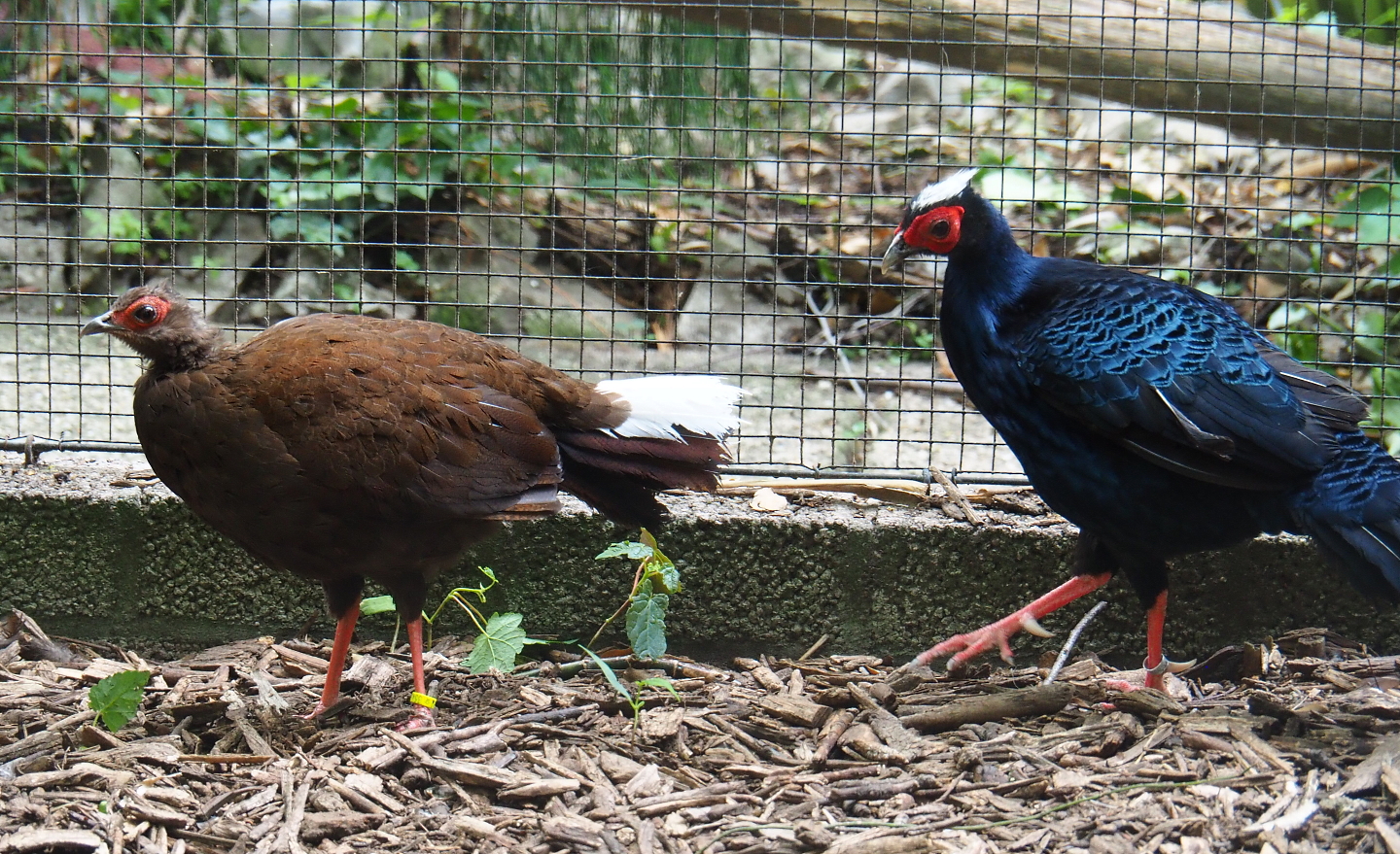 Vietnamese pheasant pair (Lophura hatinhensis), 2019-05-25