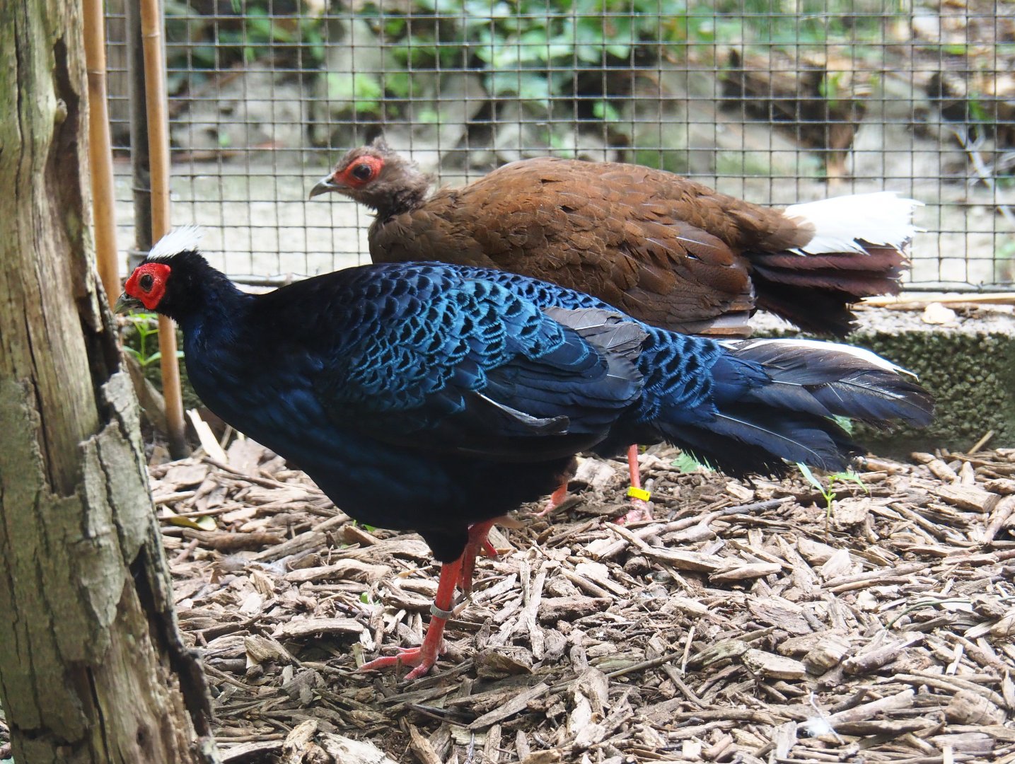 Vietnamese pheasant pair (Lophura hatinhensis), 2019-05-25