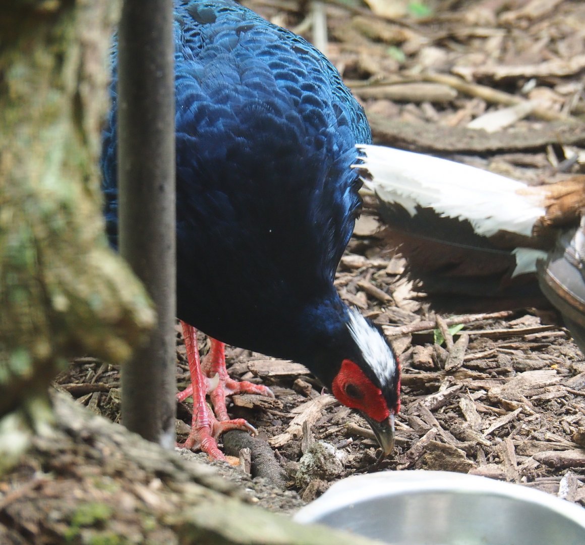 Vietnamese pheasant rooster (Lophura hatinhensis), 2019-05-25