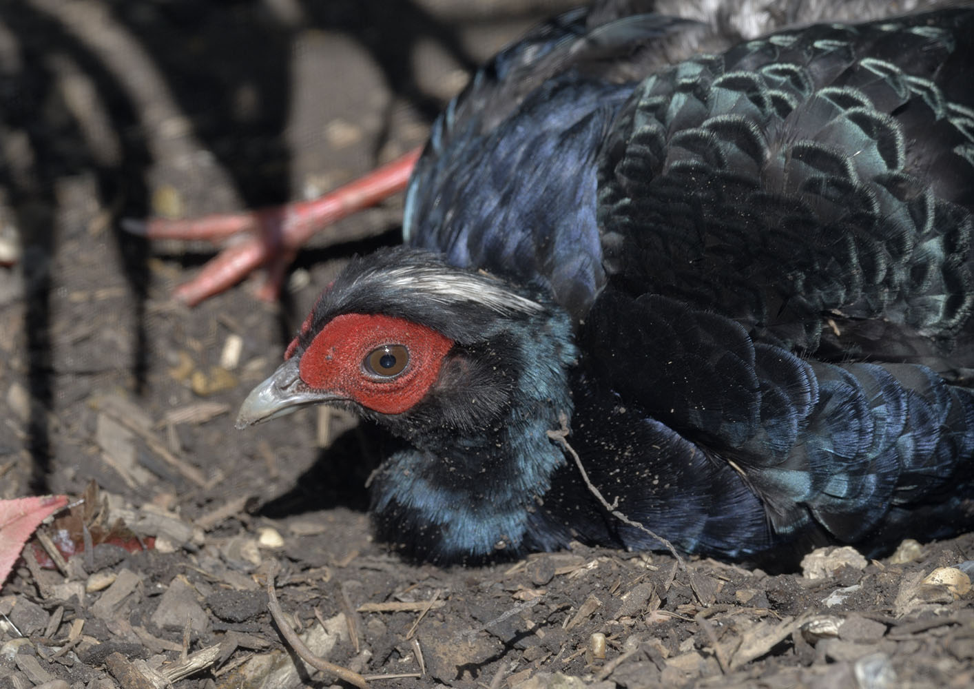 Vietnamese pheasant sunbathing