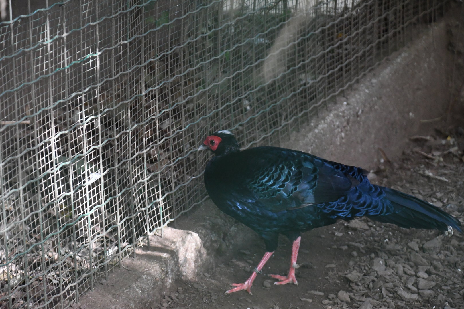 Vietnamese Pheasant (Zoo Lourosa)