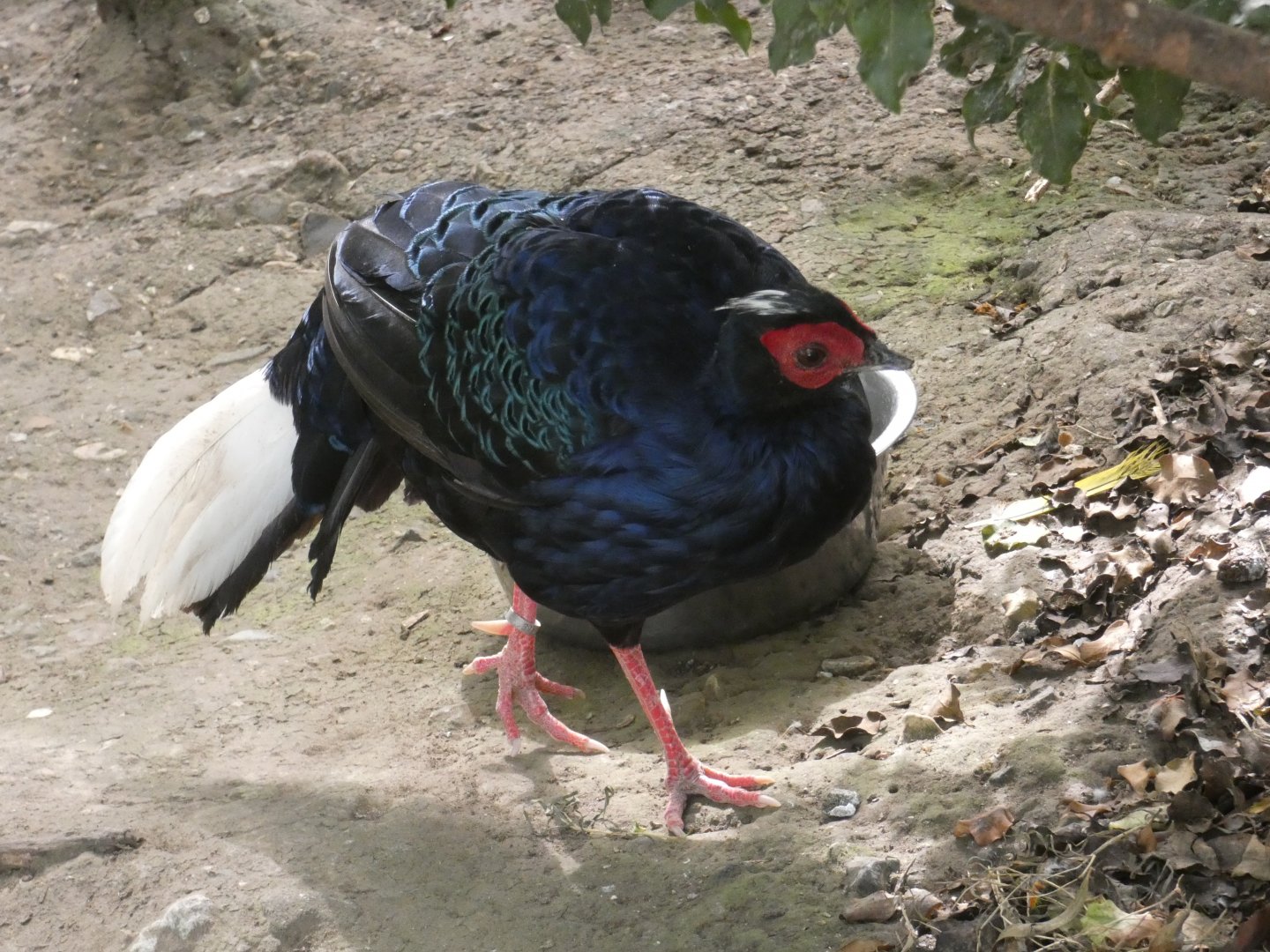 Vietnamese Pheasant