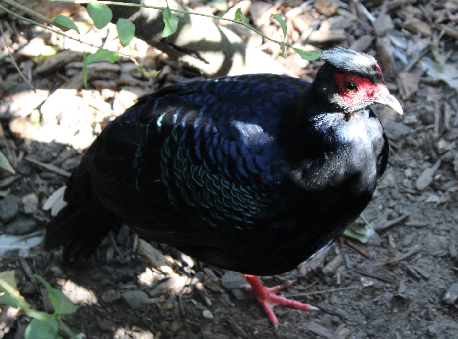 Vietnamese pheasant