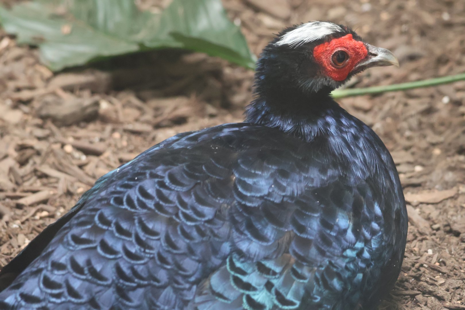 Vietnamese pheasant