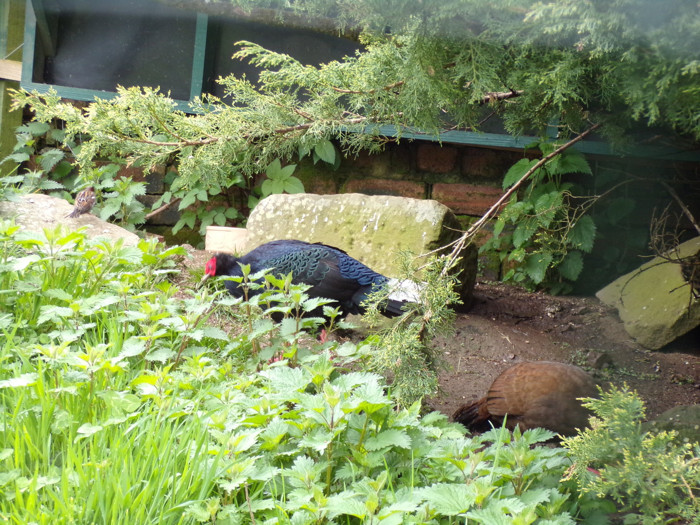 Vietnamese pheasents 7.5.23