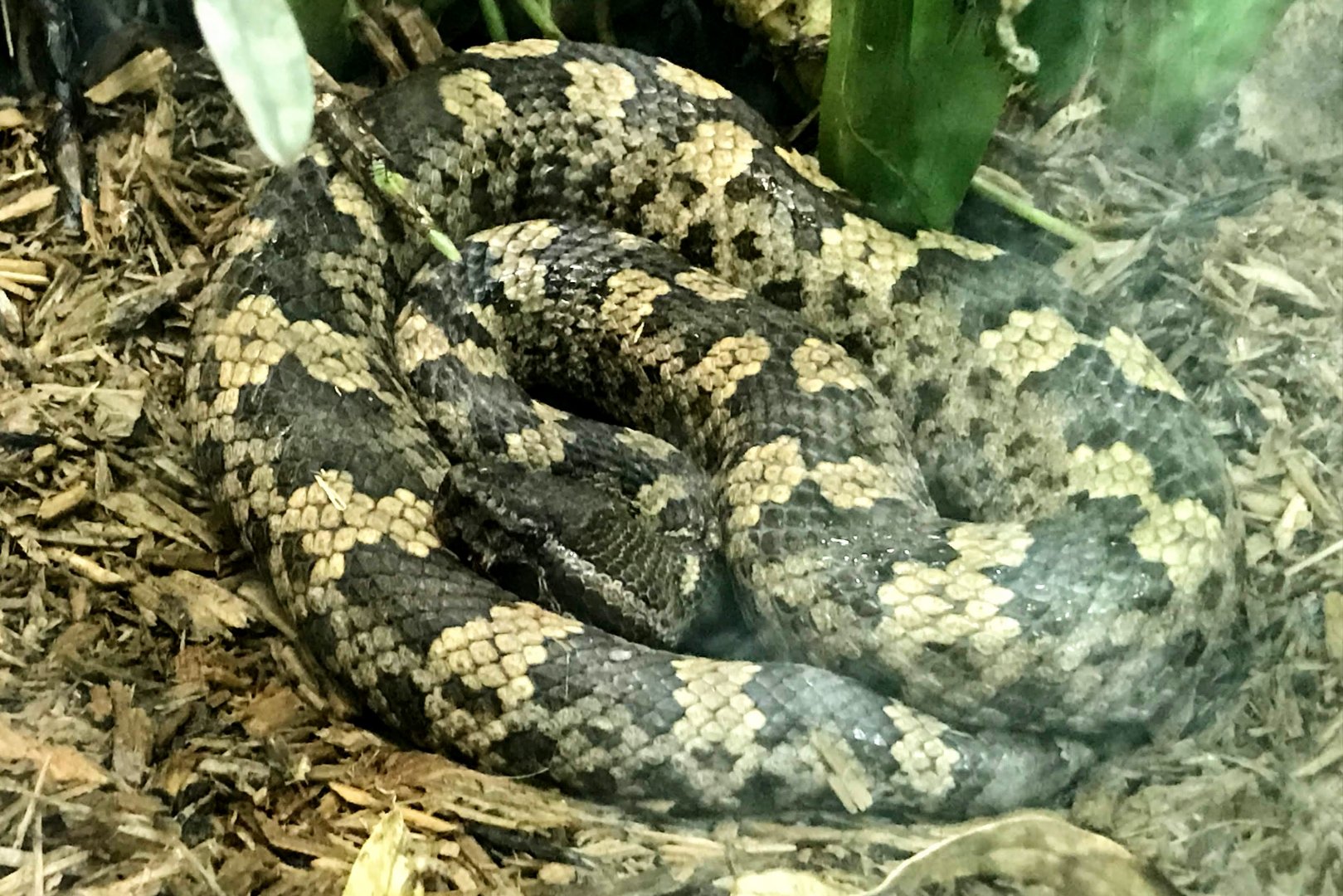 Vietnamese Pit Viper