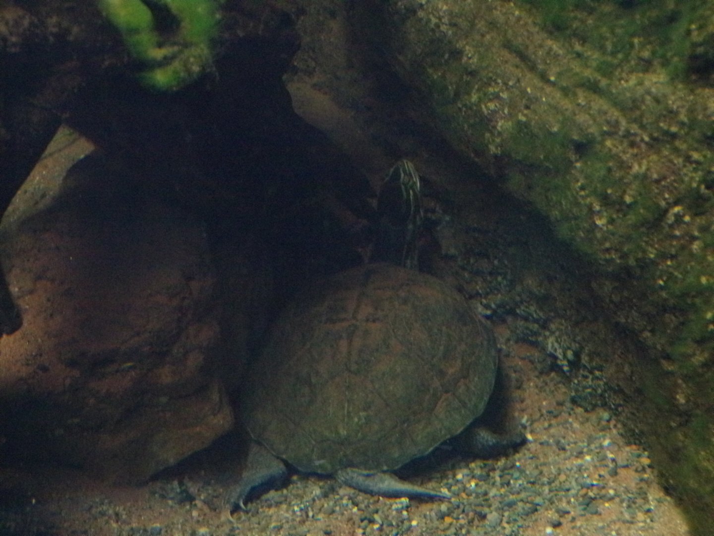 Vietnamese pond turtle 11.2.25