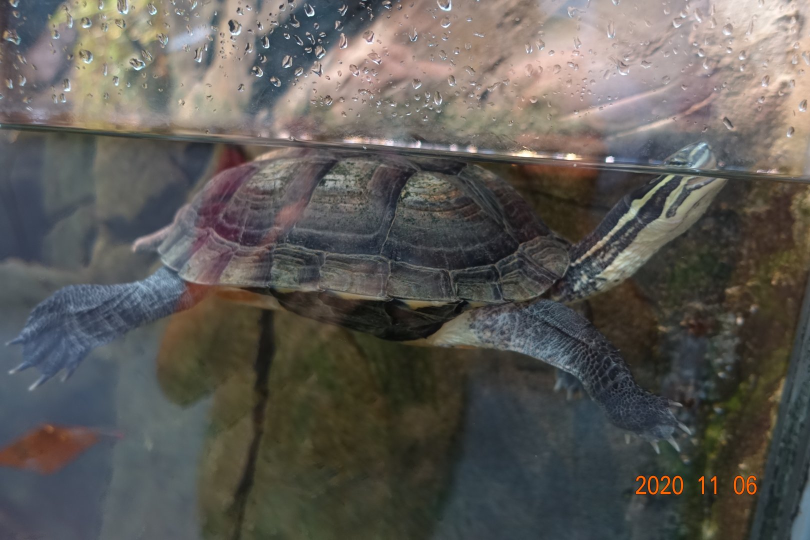 Vietnamese Pond Turtle (Mauremys annamensis)