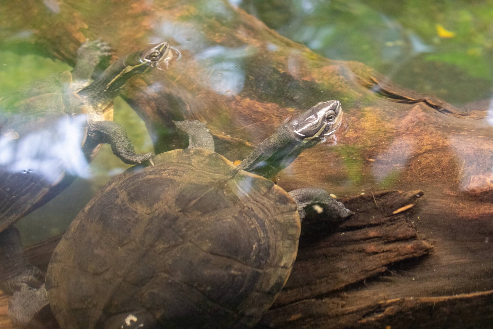 Vietnamese pond turtle (Mauremys annamensis)