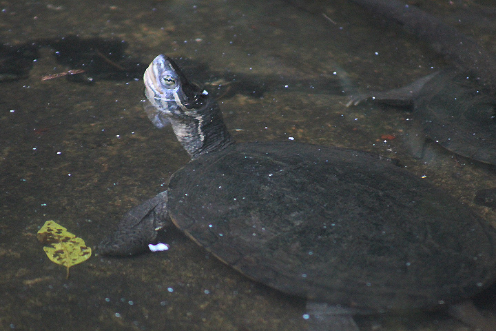 Vietnamese pond turtle (Mauremys annamensis)