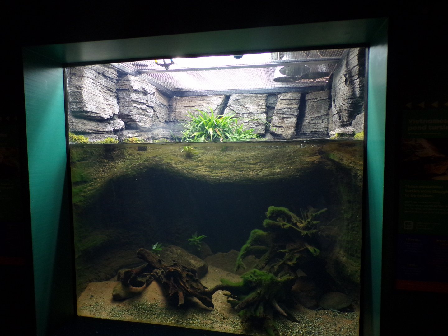 Vietnamese pond turtle tank 11.2.25
