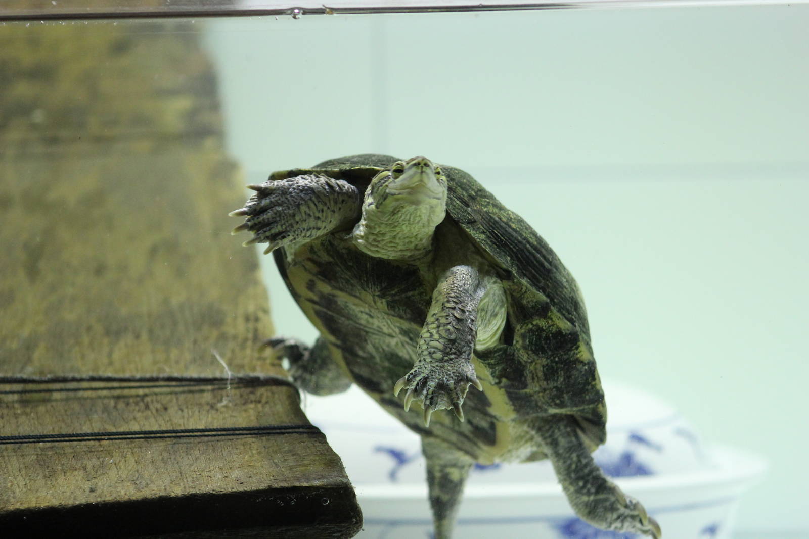 Vietnamese Pond Turtle