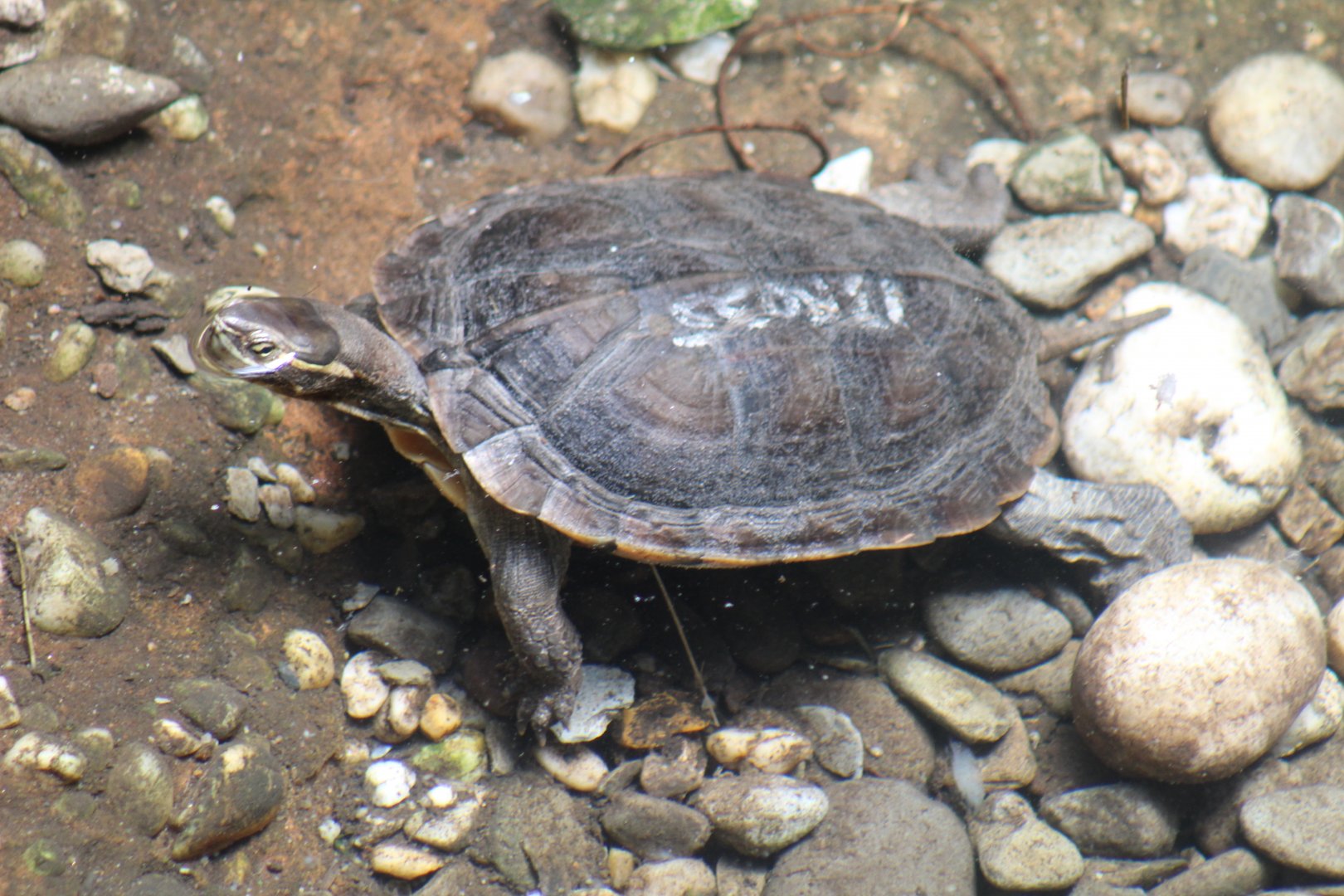 Vietnamese Pond Turtle