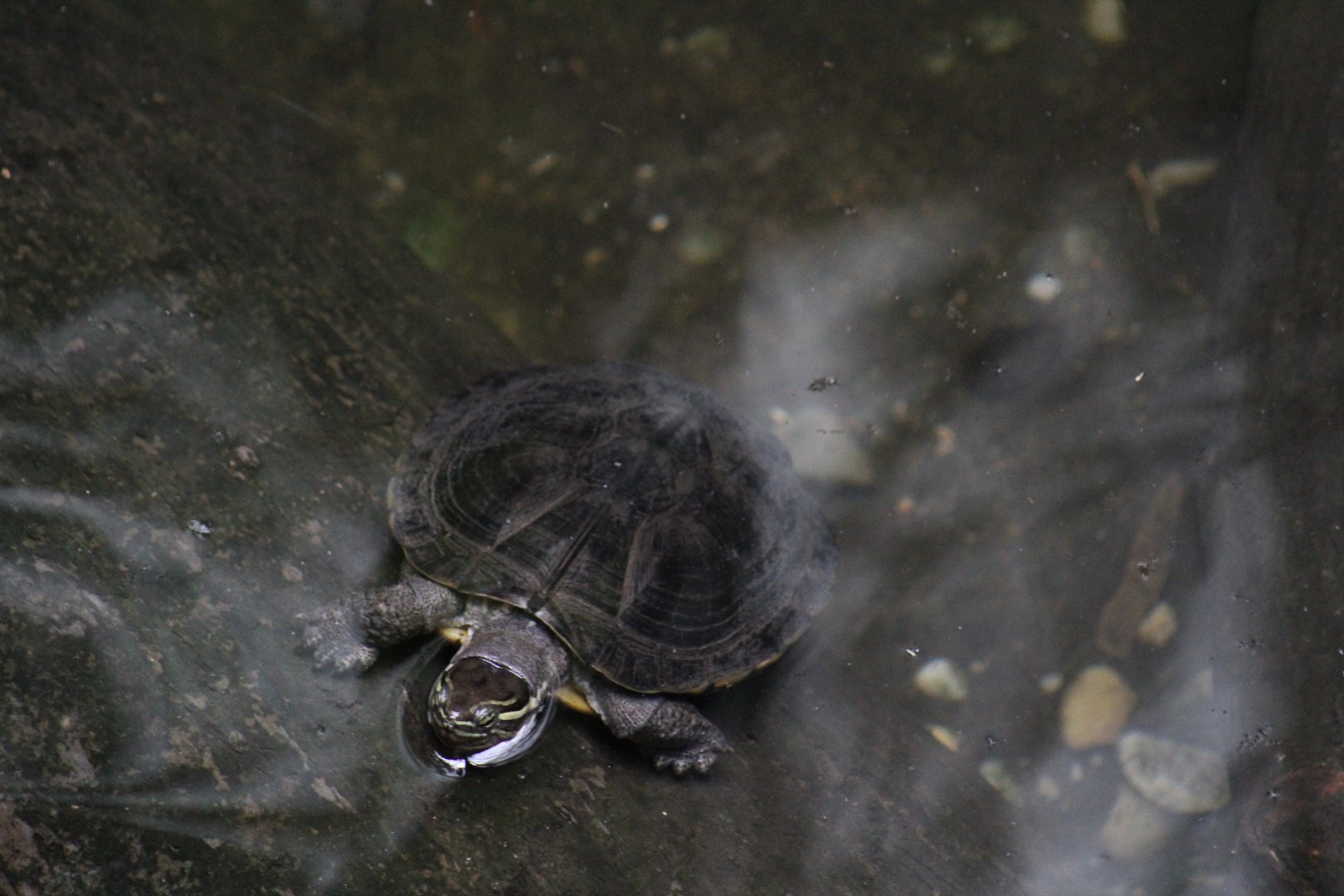 Vietnamese Pond Turtle
