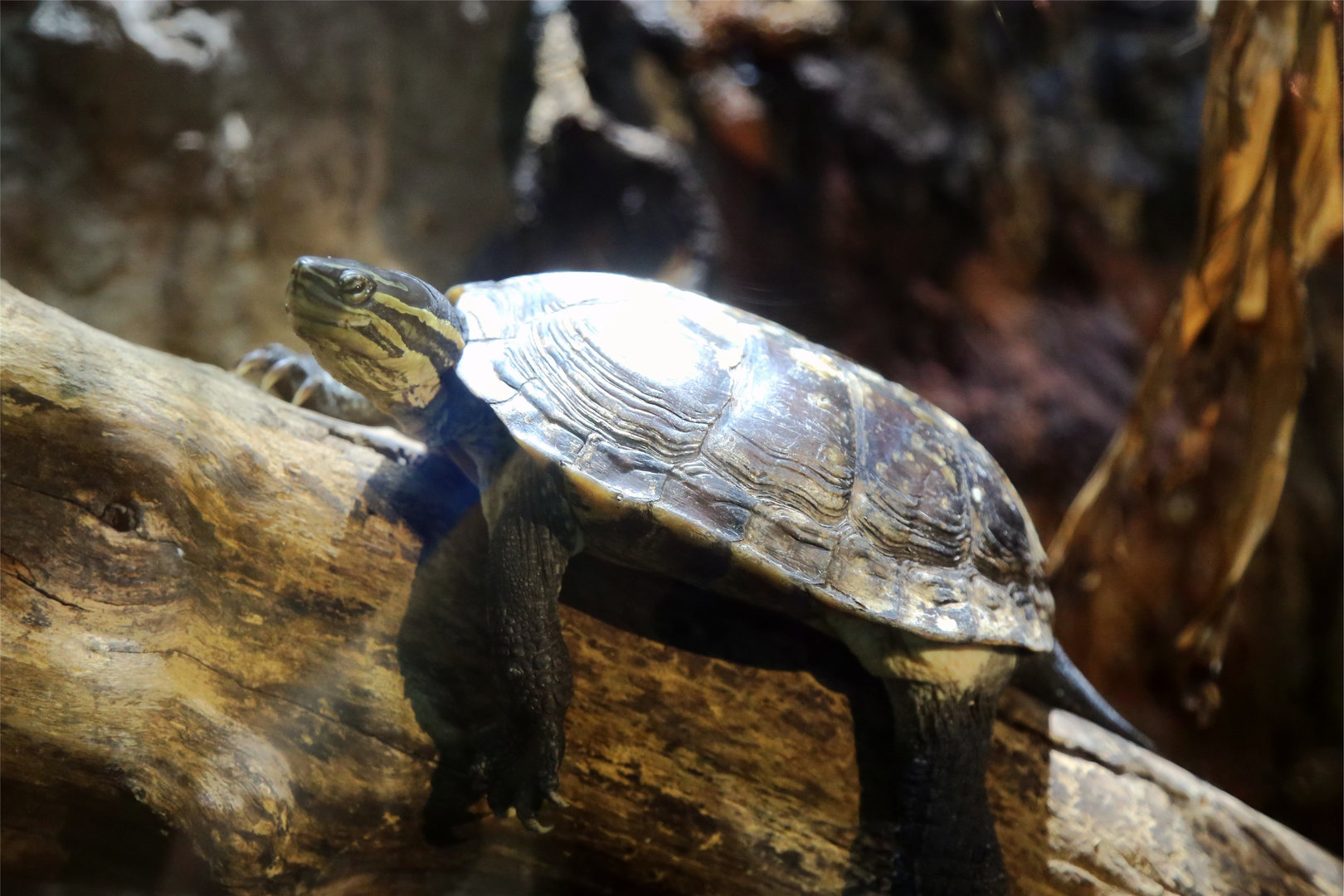 Vietnamese Pond Turtle