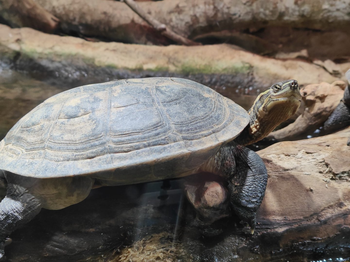 Vietnamese Pond Turtle