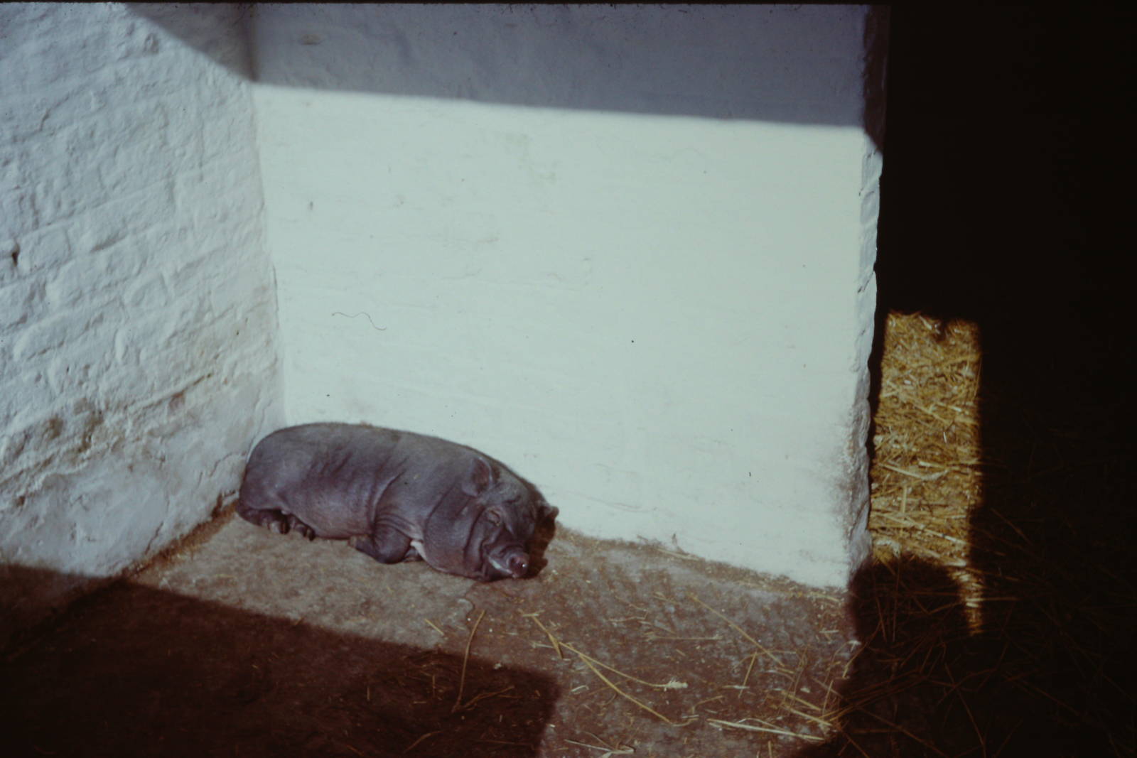 Vietnamese Pot-bellied Pig, 1964