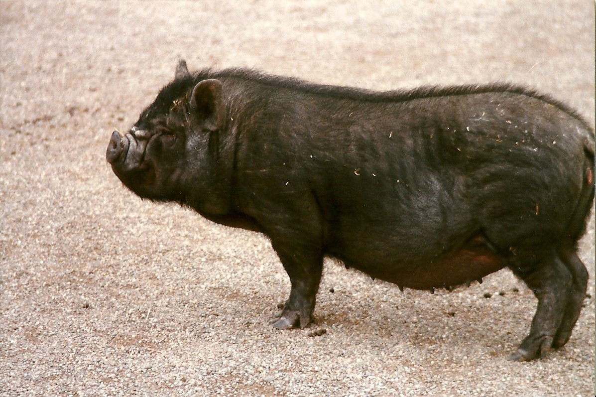 Vietnamese Pot-bellied Pig 20th April 1996