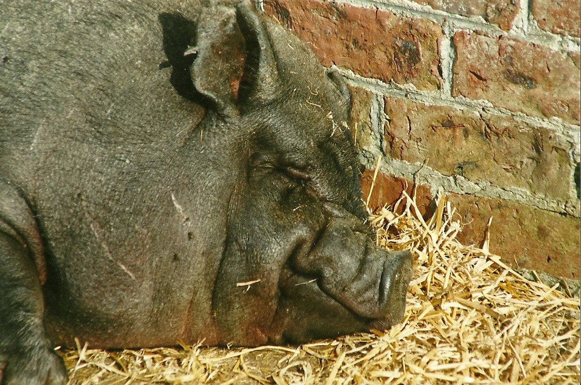 Vietnamese Pot-bellied Pig 25th September 1999