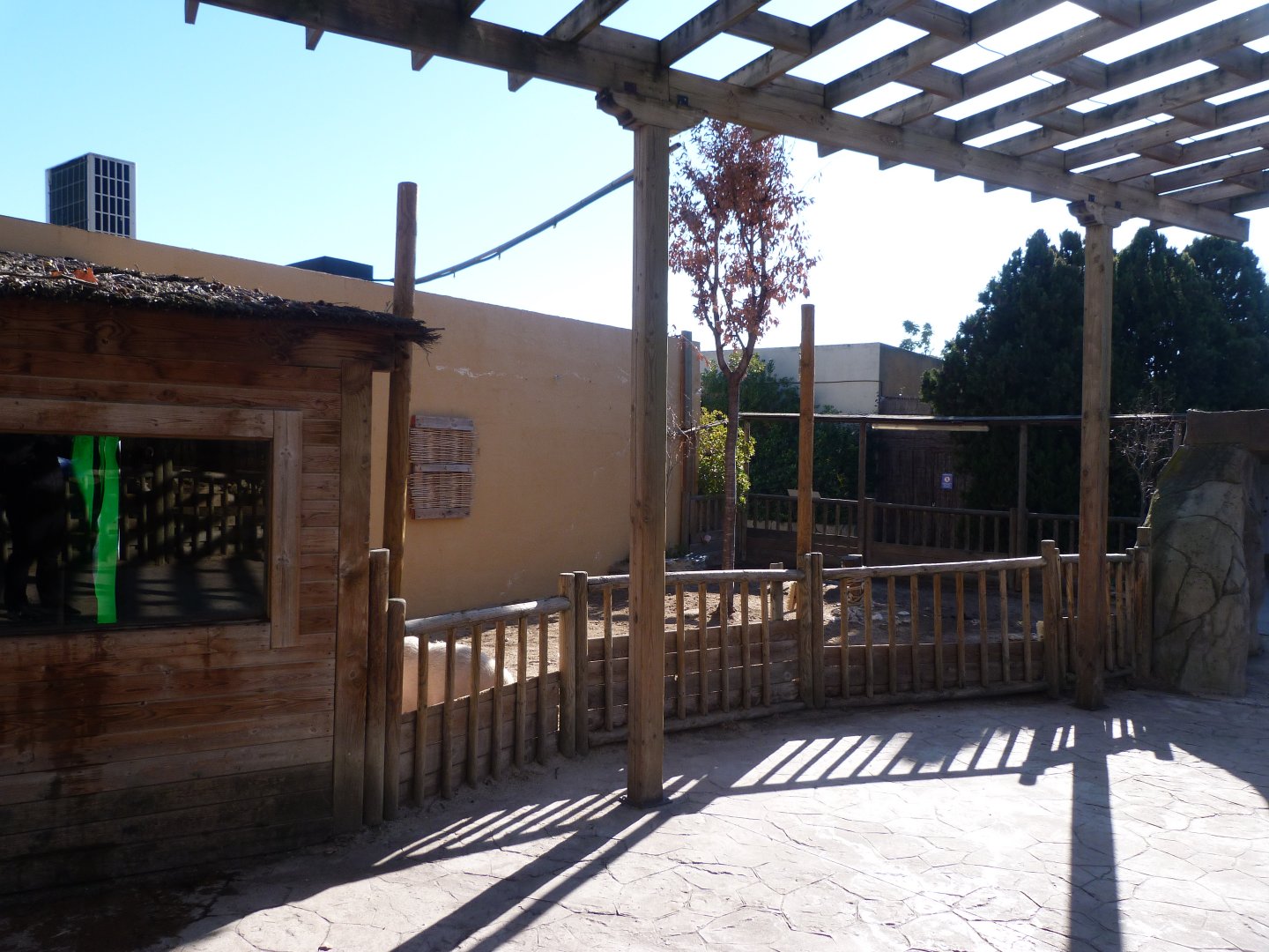 Vietnamese pot-bellied pig exhibit -Faunia (2025)