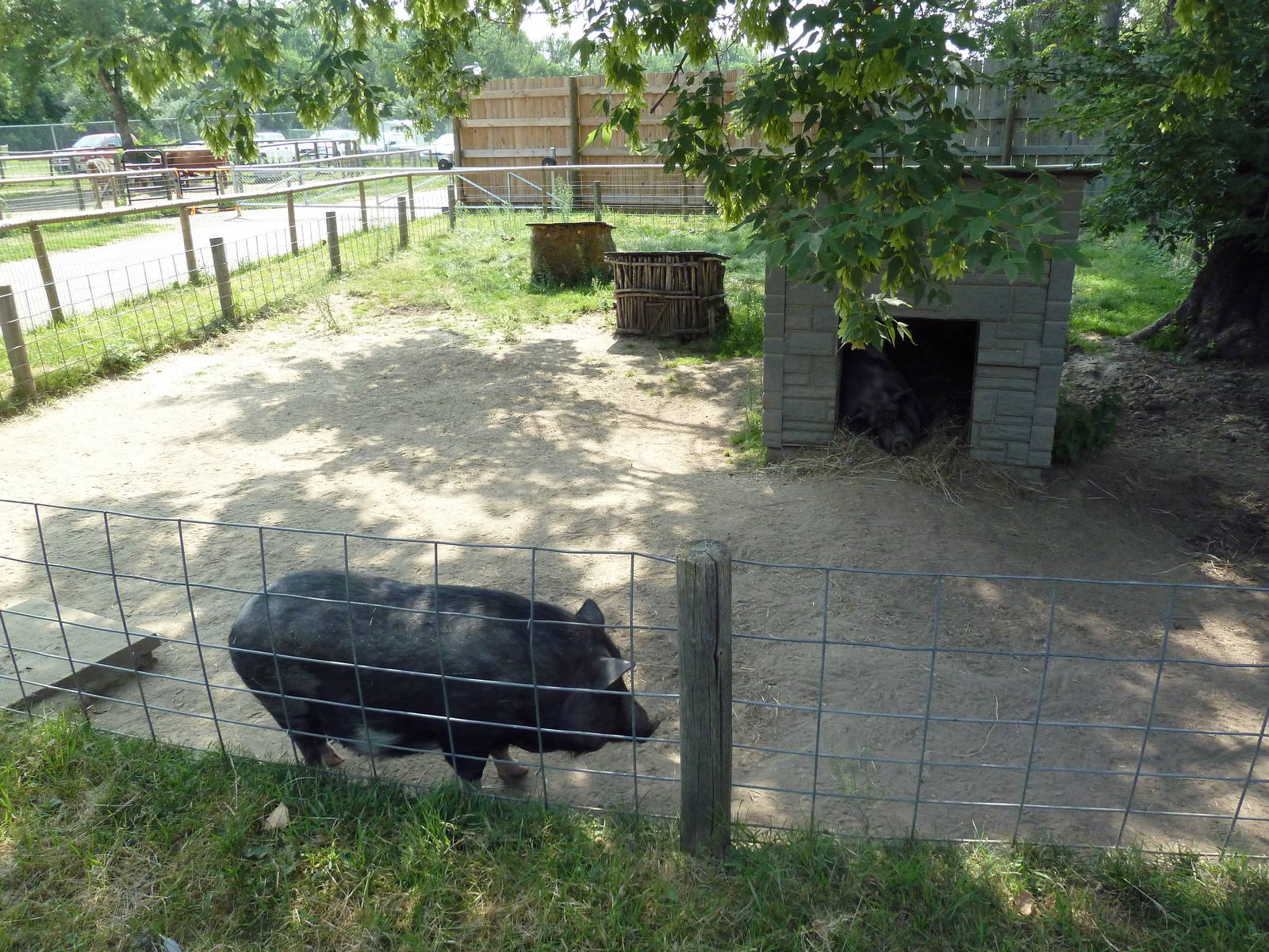 Vietnamese Pot-Bellied Pig Exhibit