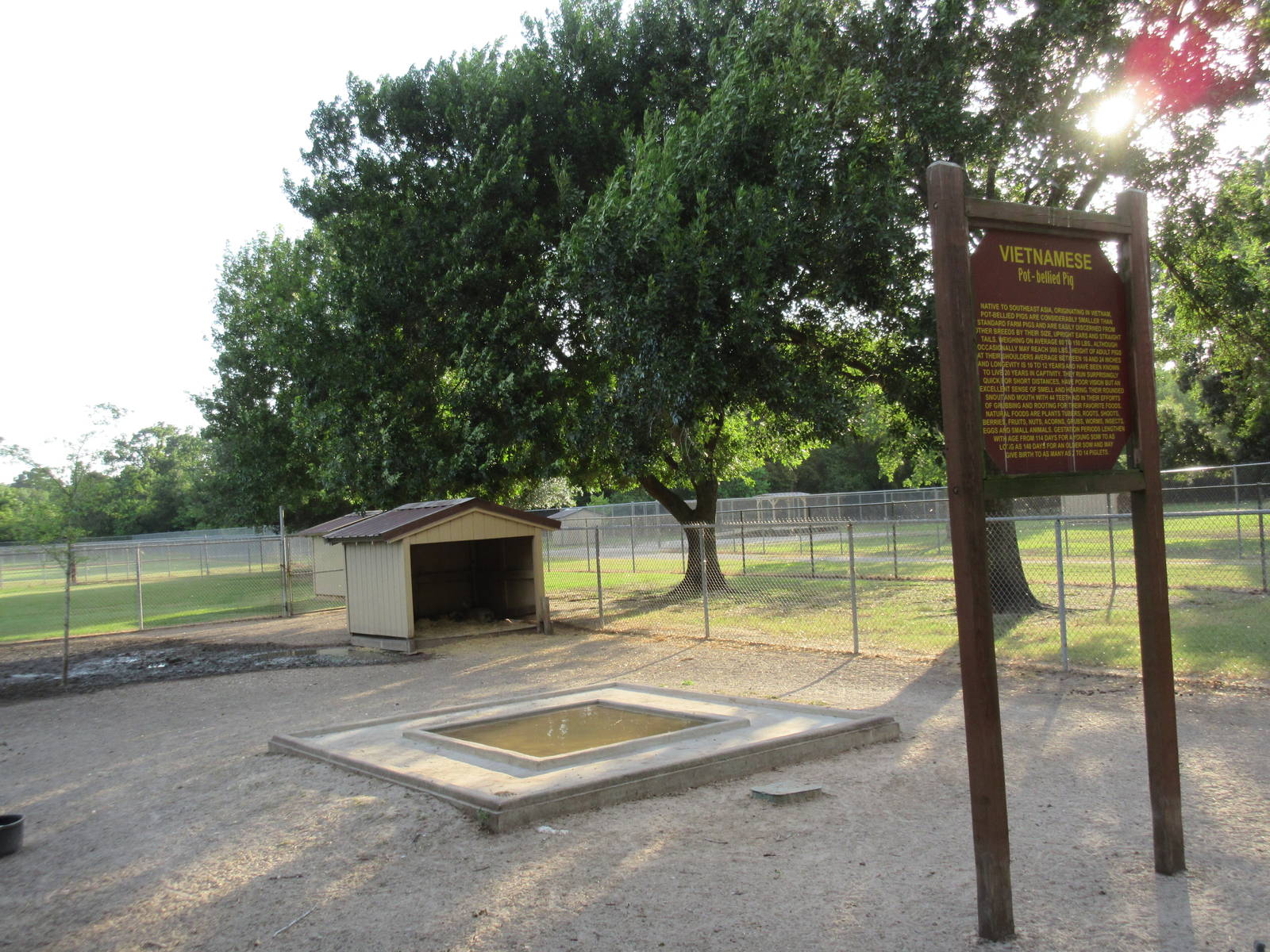 Vietnamese Pot-Bellied Pig Exhibit