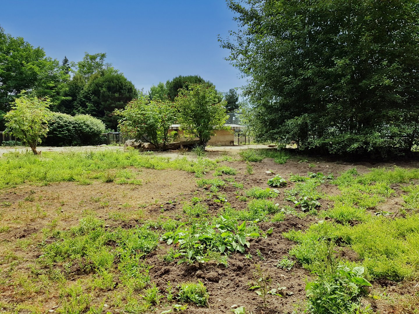 Vietnamese Pot-Bellied Pig Exhibit