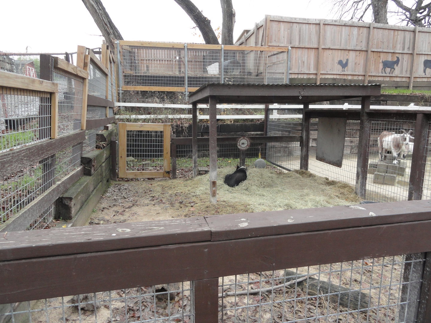 Vietnamese Pot Bellied Pig Exhibit