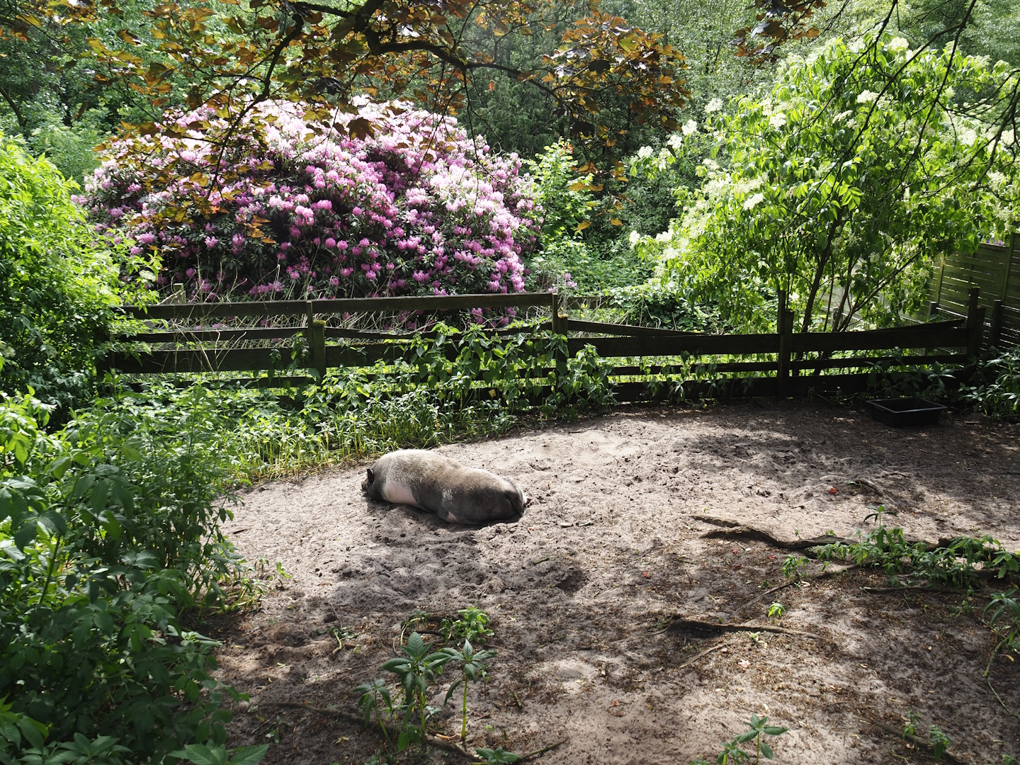 Vietnamese pot-bellied pig pen, 2024-05-21