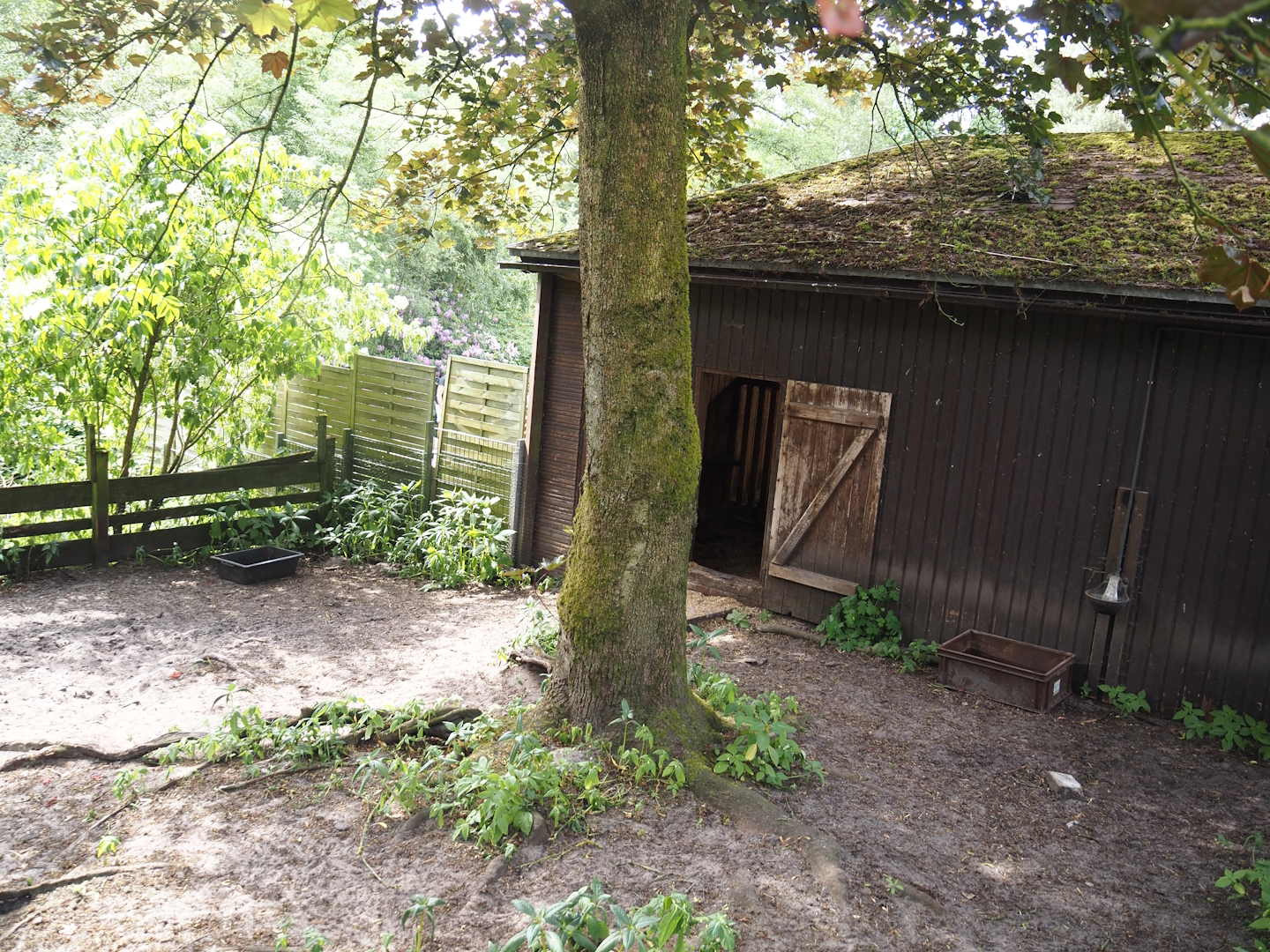 Vietnamese pot-bellied pig pen and barn, 2024-05-21